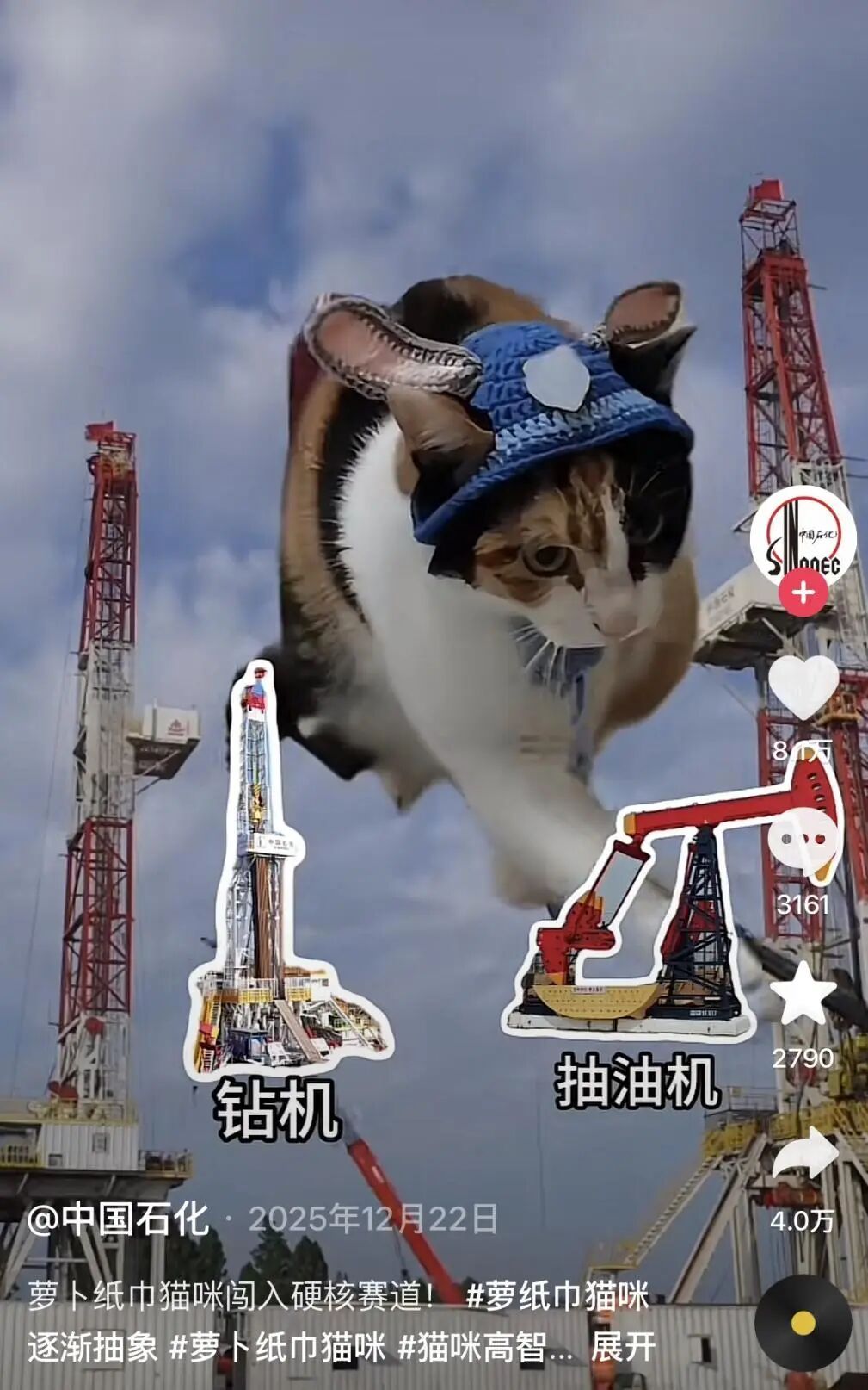 “萝卜纸巾猫”爆火：“察言观色”的我们，渴望“真棒”的肯定