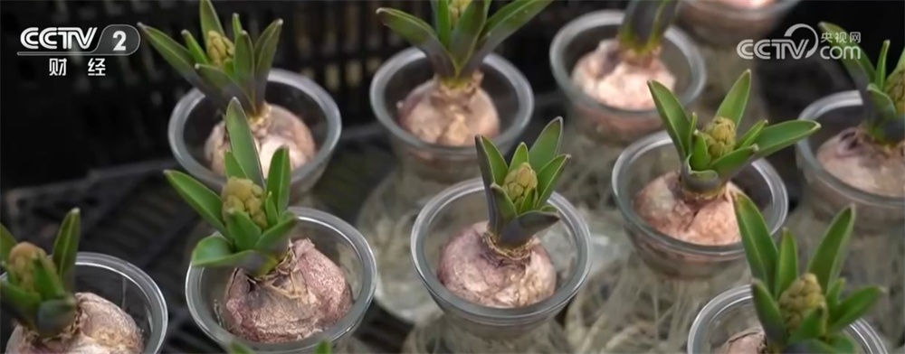 居民“菜篮子”持续上新供应足 新年消费市场红红火火“热气腾腾”