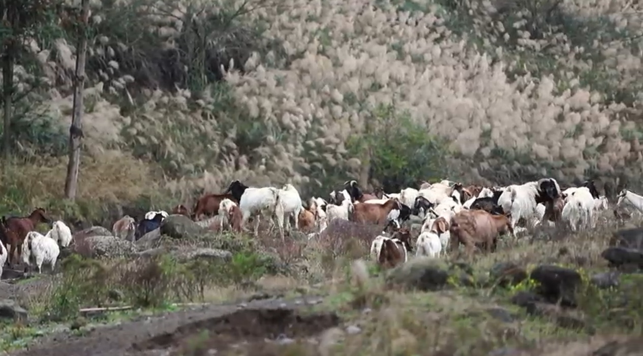 “三九”时节四川大竹羊肉汤锅暖意升腾