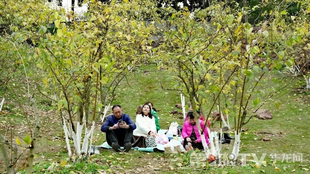 重庆今冬第一波蜡梅开了,最佳赏花期就在本月 重庆今冬第一波蜡梅开了,最佳赏花期就在本月