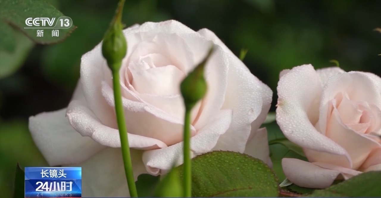 征名破圈 国产月季走出自己的“命名美学”