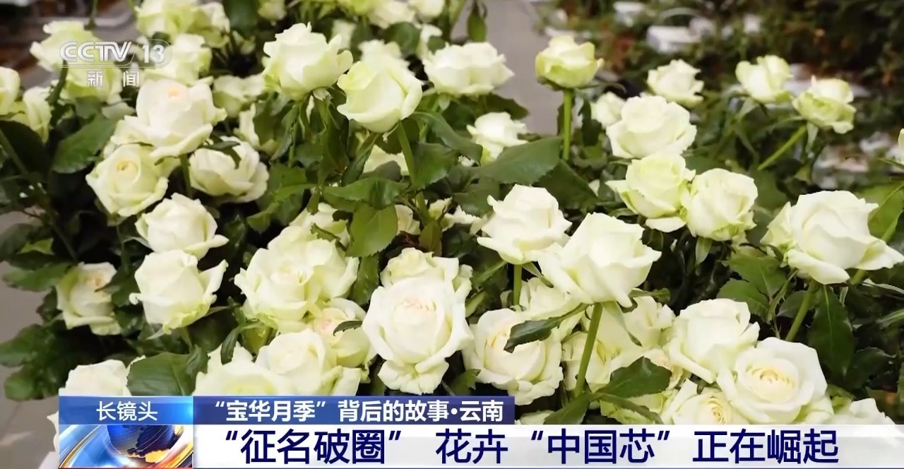 征名破圈 国产月季走出自己的“命名美学”