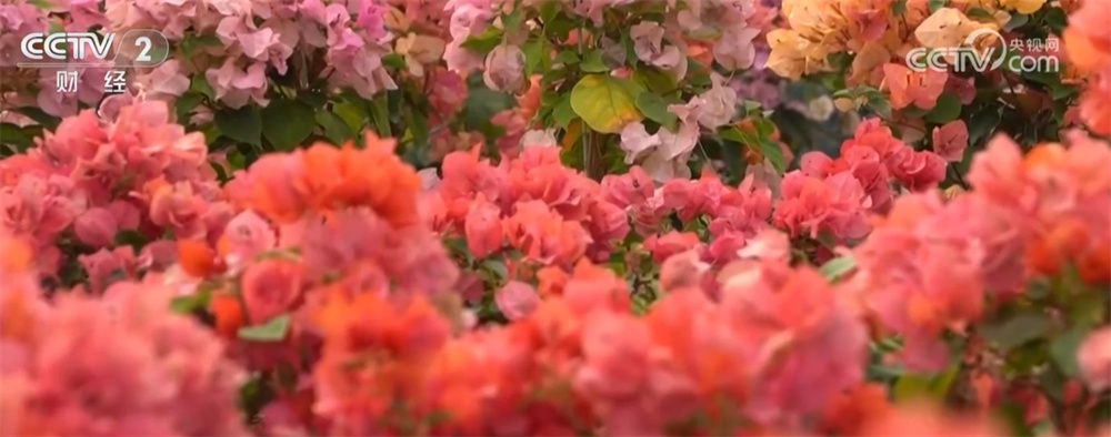 居民“菜篮子”持续上新供应足 新年消费市场红红火火“热气腾腾”