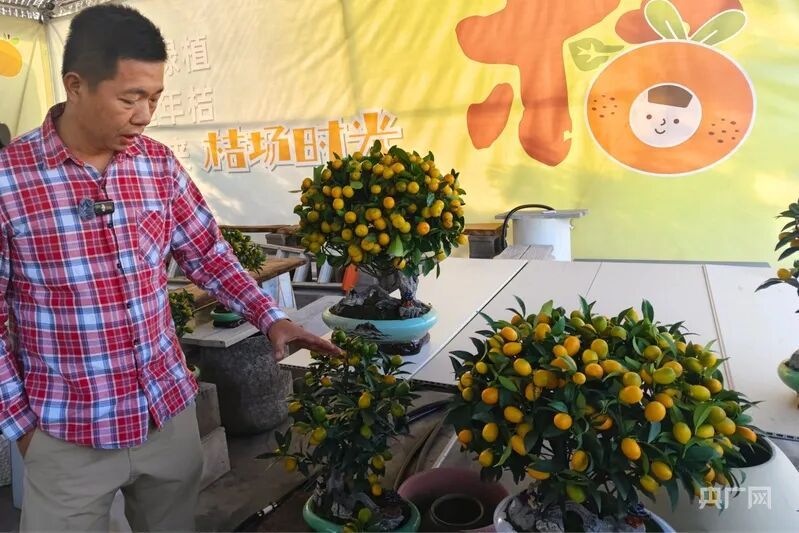 年轻人爱上“迷你年桔”!这地的年桔为何能成新年爆款? 年轻人爱上“迷你年桔”!这地的年桔为何能成新年爆款?