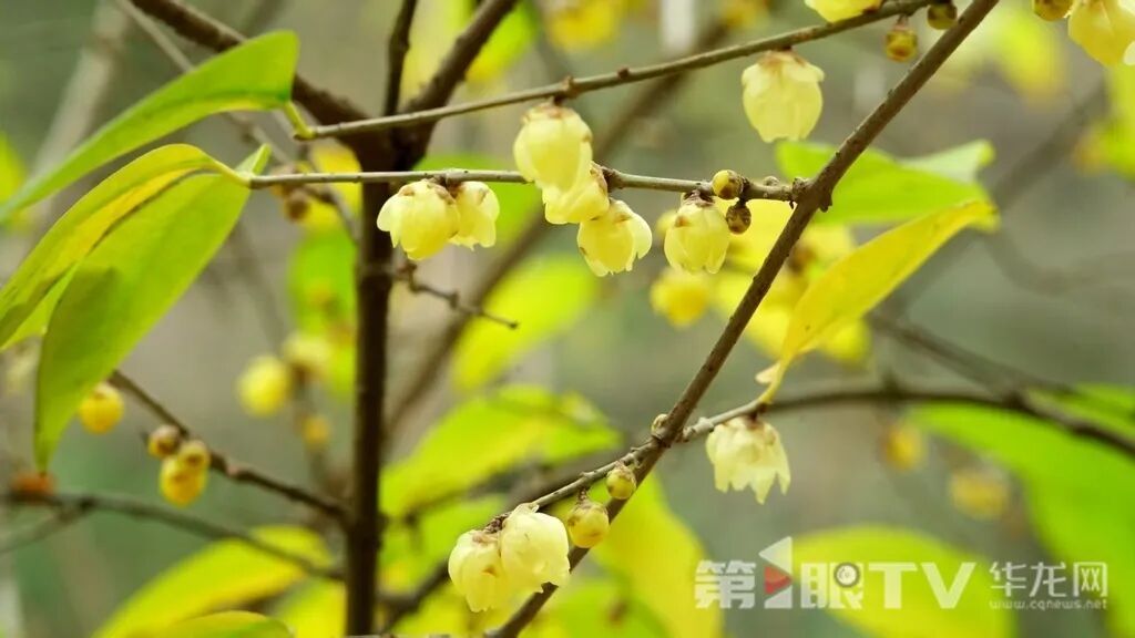 重庆今冬第一波蜡梅开了,最佳赏花期就在本月 重庆今冬第一波蜡梅开了,最佳赏花期就在本月