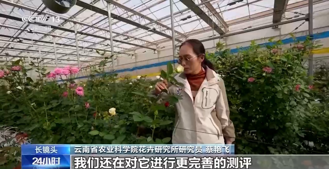 征名破圈 国产月季走出自己的“命名美学”