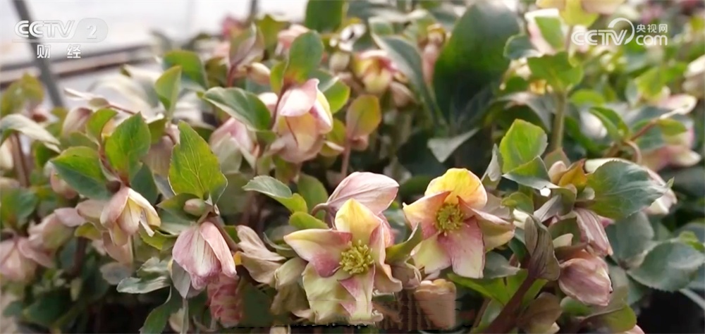 居民“菜篮子”持续上新供应足 新年消费市场红红火火“热气腾腾”