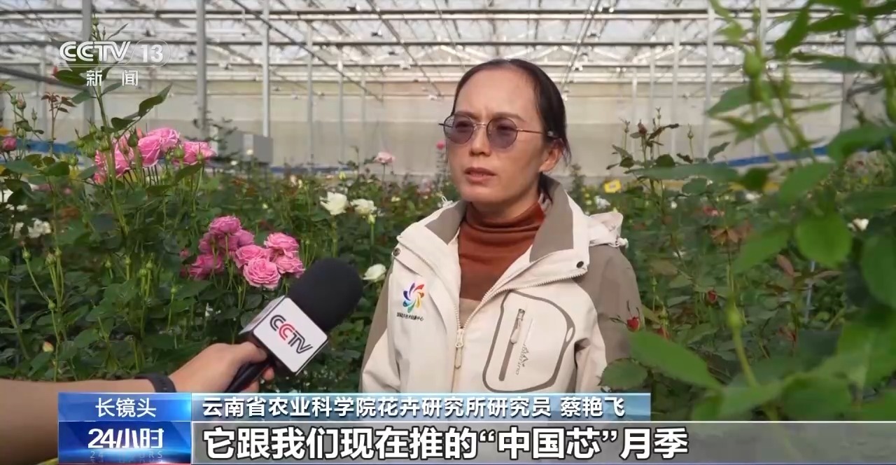 征名破圈 国产月季走出自己的“命名美学”