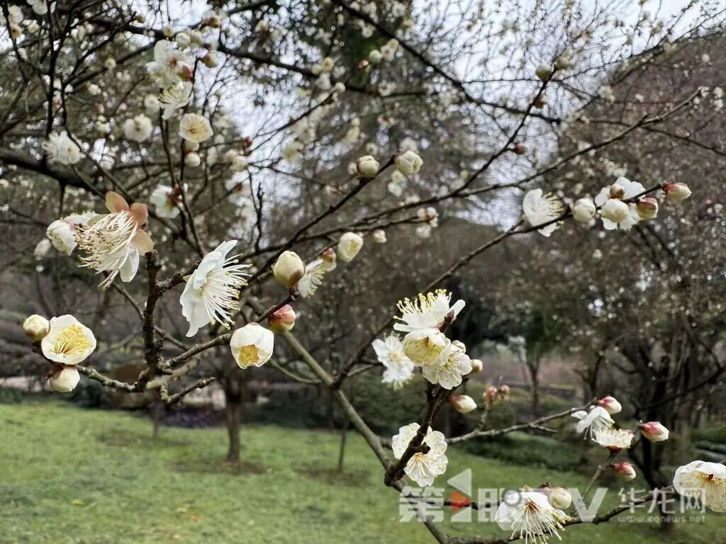 重庆今冬第一波蜡梅开了,最佳赏花期就在本月 重庆今冬第一波蜡梅开了,最佳赏花期就在本月