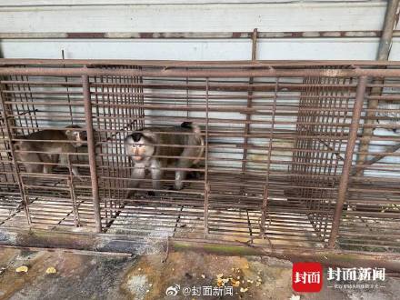 峨眉山战败的猴子去哪了 峨眉山战败的猴子去哪了