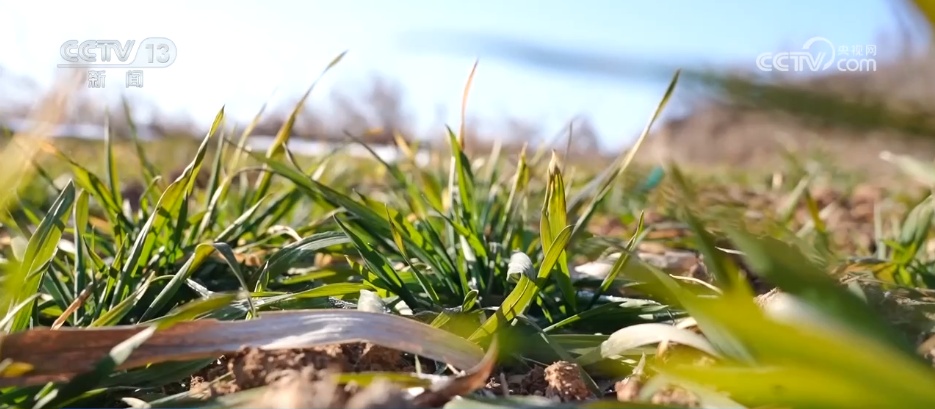 降雪降温天气影响北方多地 各部门积极应对保畅通保生产