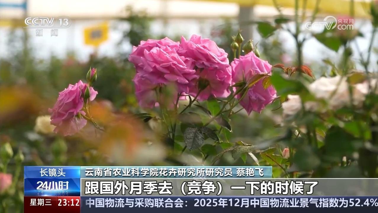 “宝华月季”背后 是“中国芯”月季的飞速进展