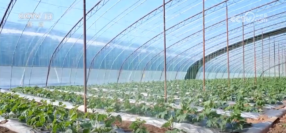 降雪降温天气影响北方多地 各部门积极应对保畅通保生产