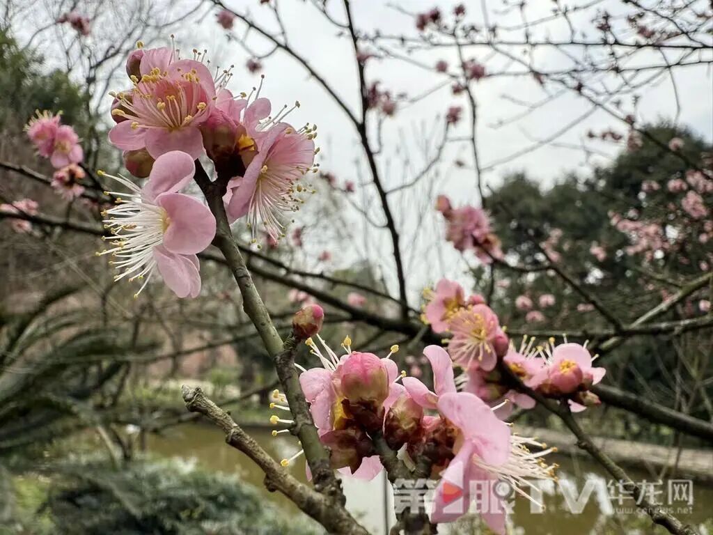 重庆今冬第一波蜡梅开了,最佳赏花期就在本月 重庆今冬第一波蜡梅开了,最佳赏花期就在本月