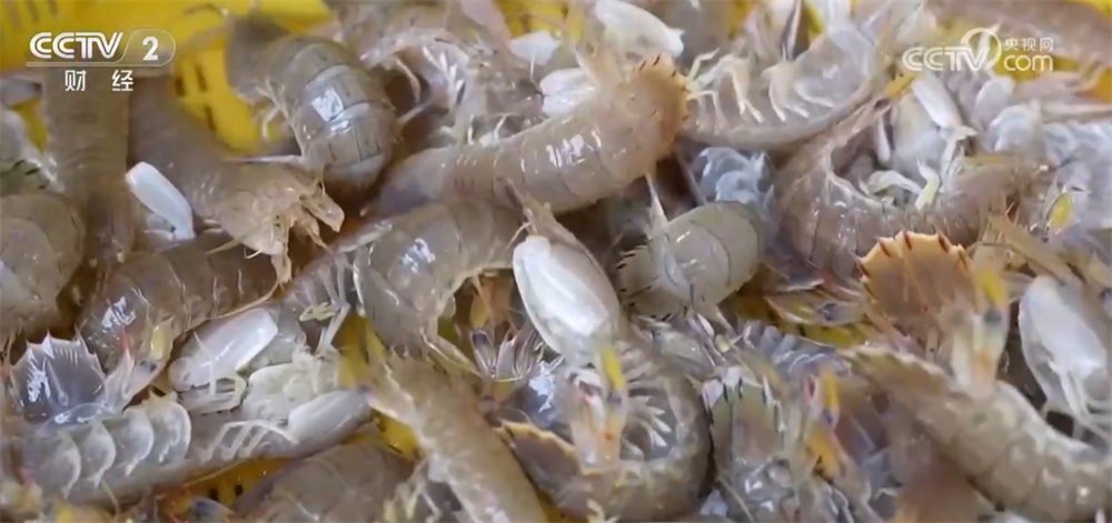 居民“菜篮子”持续上新供应足 新年消费市场红红火火“热气腾腾”