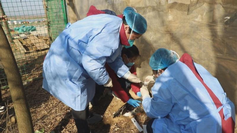 江西鄱阳湖：为越冬候鸟“体检” 撑起健康“保护伞”