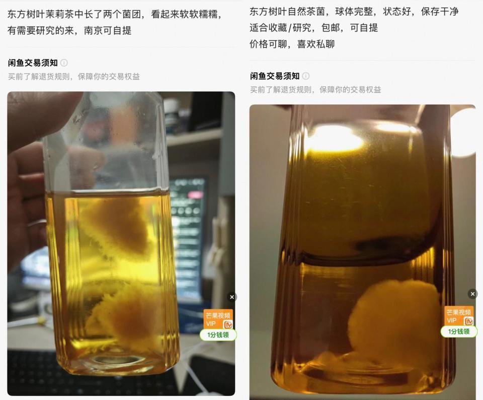 培育“茶菌球”当爱好还能卖钱？医生：误食或接触都有健康隐患，不建议自行“养殖”