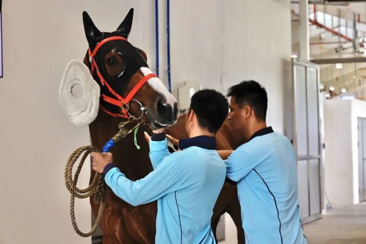 “刷马脸”3秒识别!广州海关首创“马脸识别技术”,准确率高达99% “刷马脸”3秒识别!广州海关首创“马脸识别技术”,准确率高达99%