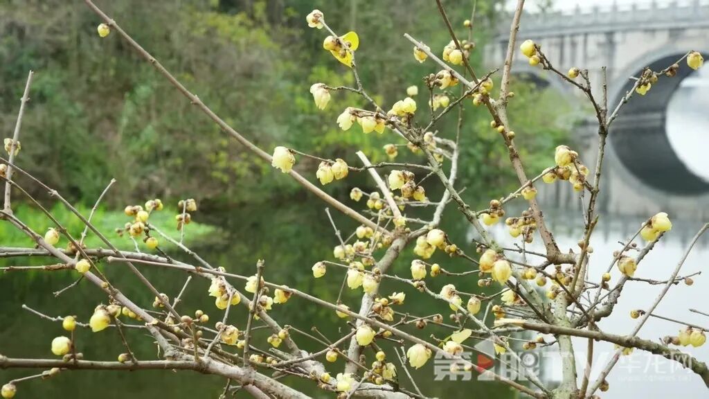 重庆今冬第一波蜡梅开了,最佳赏花期就在本月 重庆今冬第一波蜡梅开了,最佳赏花期就在本月