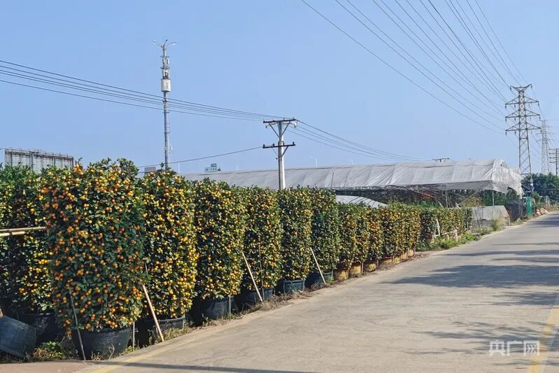 年轻人爱上“迷你年桔”!这地的年桔为何能成新年爆款? 年轻人爱上“迷你年桔”!这地的年桔为何能成新年爆款?