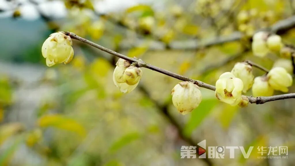 重庆今冬第一波蜡梅开了,最佳赏花期就在本月 重庆今冬第一波蜡梅开了,最佳赏花期就在本月