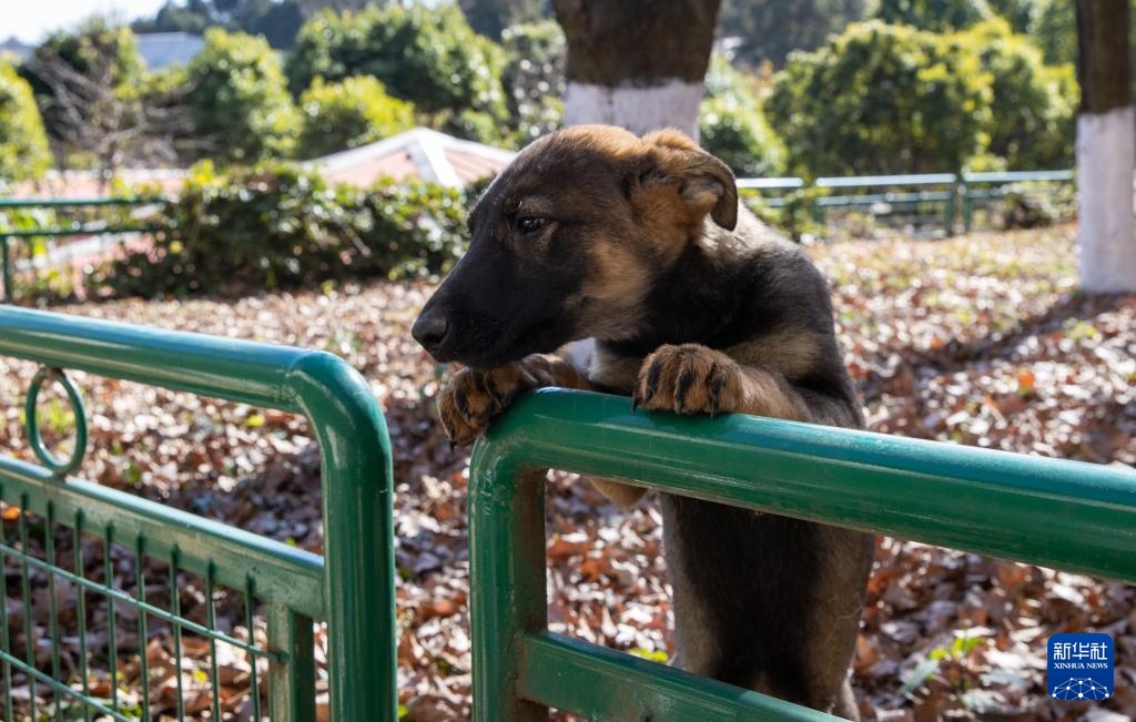 探访昆明犬“汪汪队警校”