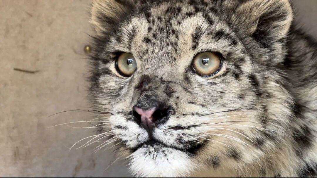 这家动物园用二十四节气给雪豹“上户口”