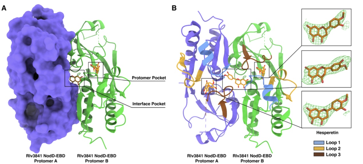 科学家破解豆科植物与根瘤菌的共生密码 科学家破解豆科植物与根瘤菌的共生密码