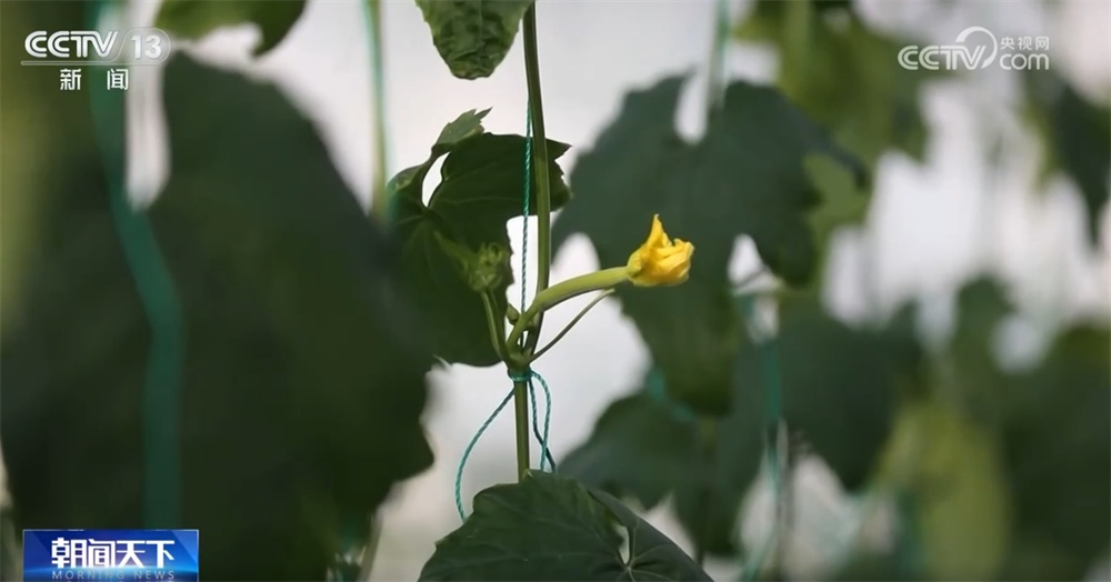 百姓“菜篮子”物丰量足“鲜”味浓 土特产点燃“年货经济”新引擎 百姓“菜篮子”物丰量足“鲜”味浓 土特产点燃“年货经济”新引擎