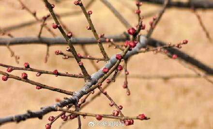 春节上海有望在梅花盛开中度过！上海第一缕梅香已经飘来，蜡梅也已零星开放