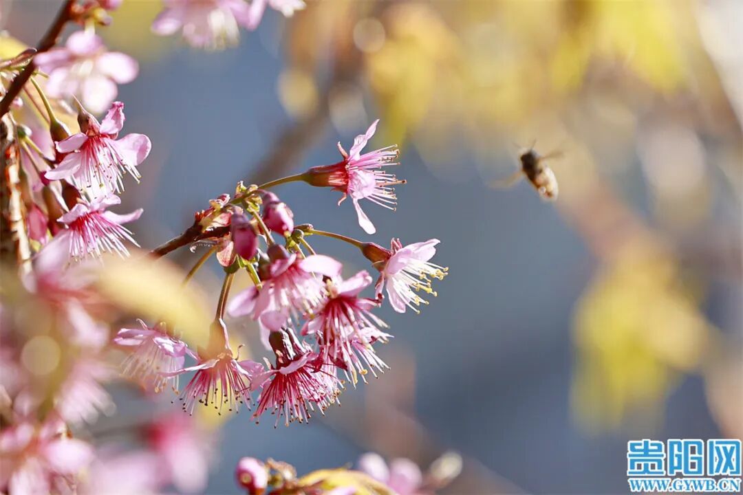 美成一幅画!南明河畔的冬樱开了 美成一幅画!南明河畔的冬樱开了