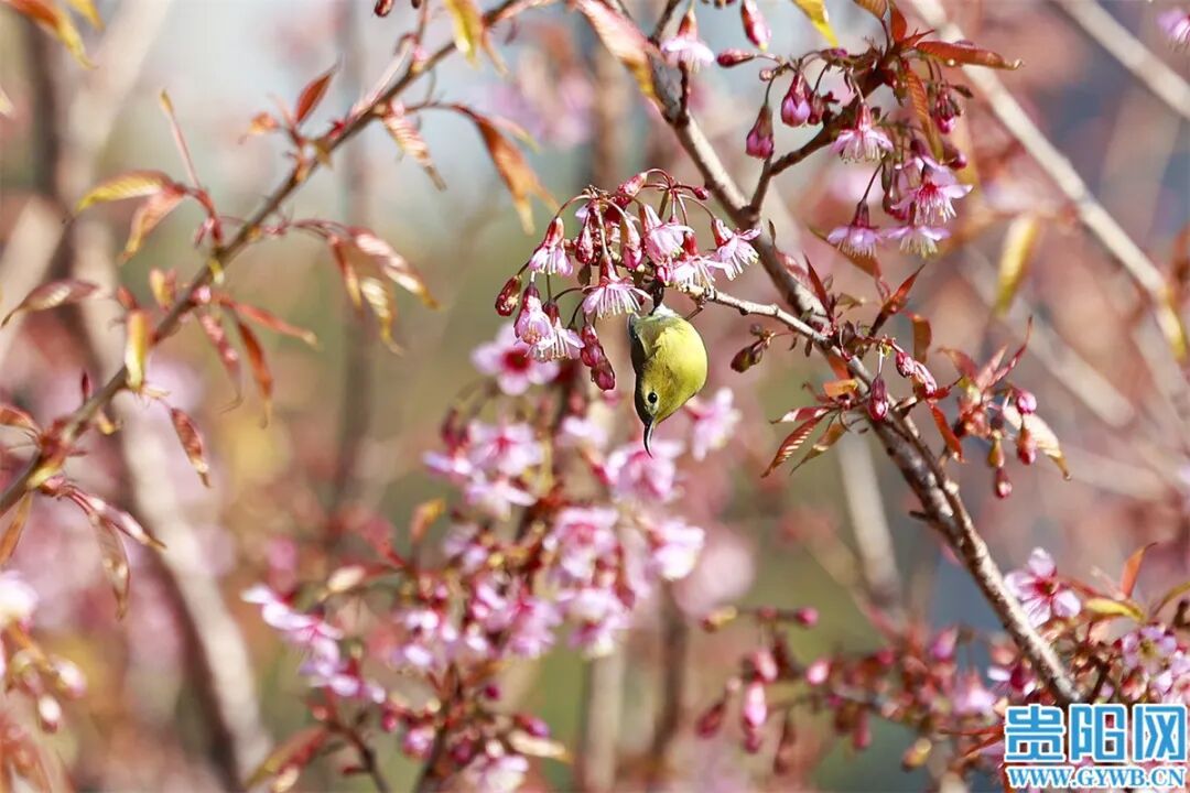 美成一幅画!南明河畔的冬樱开了 美成一幅画!南明河畔的冬樱开了