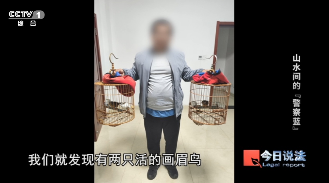 不是你想养就能养!这些陆龟和画眉鸟禁止私下买卖…… 不是你想养就能养!这些陆龟和画眉鸟禁止私下买卖……