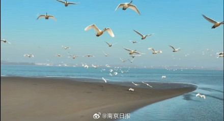 新济洲迎来新一波“飞行嘉宾”