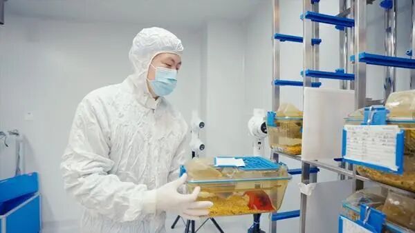 揭秘“太空小鼠”的“出差奇遇” 揭秘“太空小鼠”的“出差奇遇”