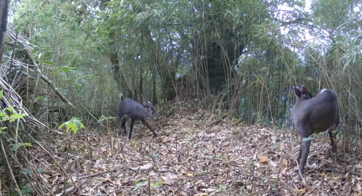 萌态十足!野生大熊猫被清晰“定格”了 萌态十足!野生大熊猫被清晰“定格”了
