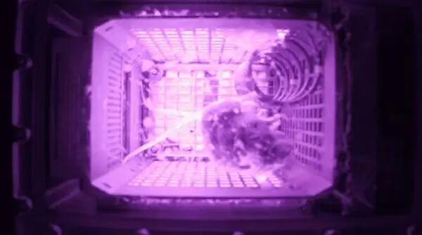 揭秘“太空小鼠”的“出差奇遇” 揭秘“太空小鼠”的“出差奇遇”