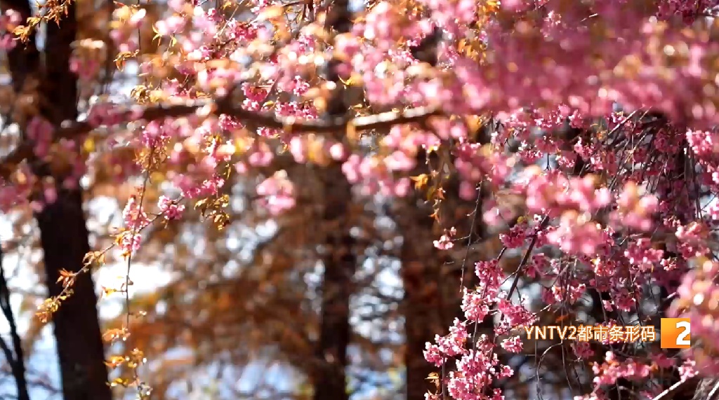 昆明冬日限定美景上线！冬樱花迎来盛花期，拍照打卡超出片！