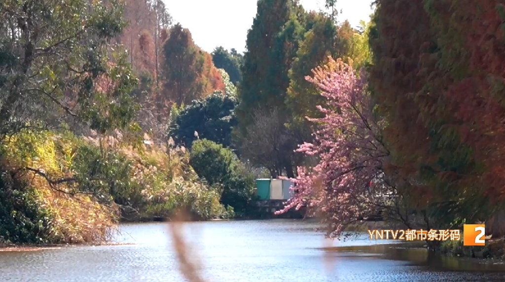 昆明冬日限定美景上线！冬樱花迎来盛花期，拍照打卡超出片！