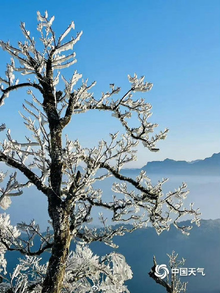 广西姑婆山雾凇满枝如遇仙境 玉树披银装️️ 广西姑婆山雾凇满枝如遇仙境 玉树披银装️️