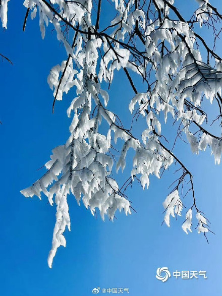 广西姑婆山雾凇满枝如遇仙境 玉树披银装️️ 广西姑婆山雾凇满枝如遇仙境 玉树披银装️️