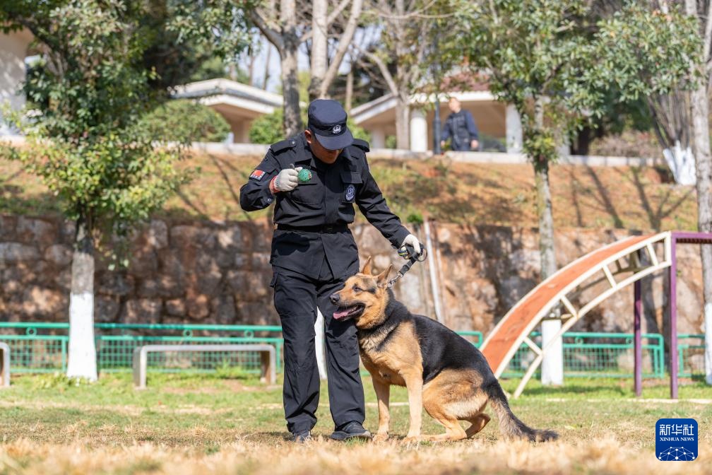 探访昆明犬“汪汪队警校”