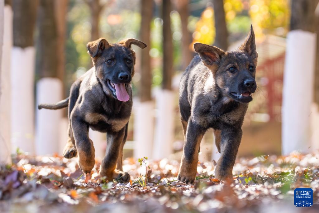 探访昆明犬“汪汪队警校”