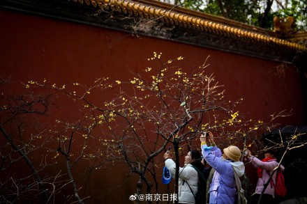 蜡梅盛开,香气袭人 蜡梅盛开,香气袭人