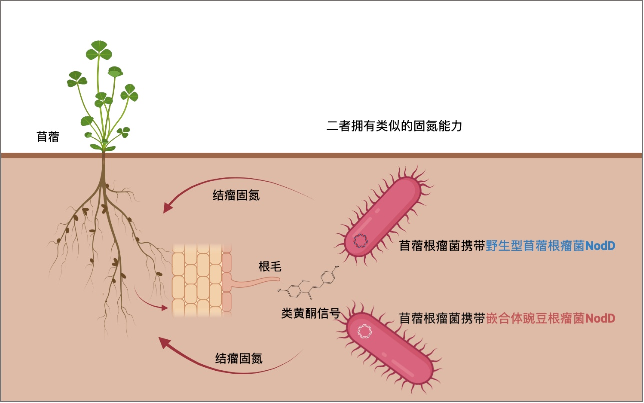 科学家破解豆科植物与根瘤菌的共生密码 科学家破解豆科植物与根瘤菌的共生密码