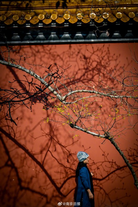 蜡梅盛开,香气袭人 蜡梅盛开,香气袭人