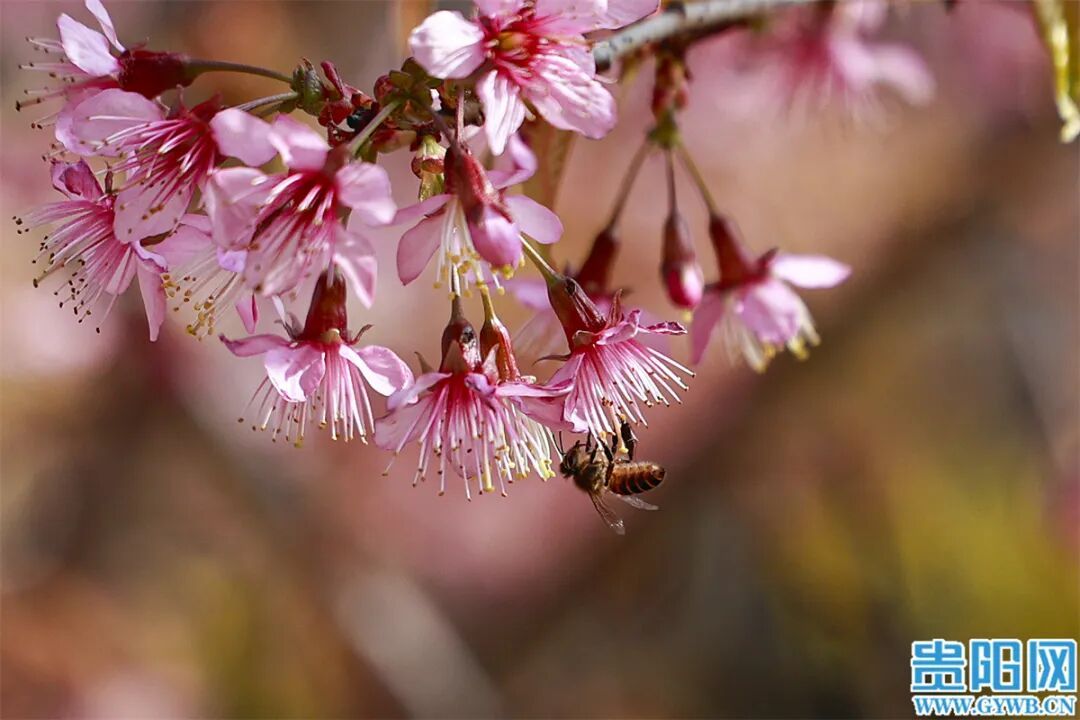 美成一幅画!南明河畔的冬樱开了 美成一幅画!南明河畔的冬樱开了