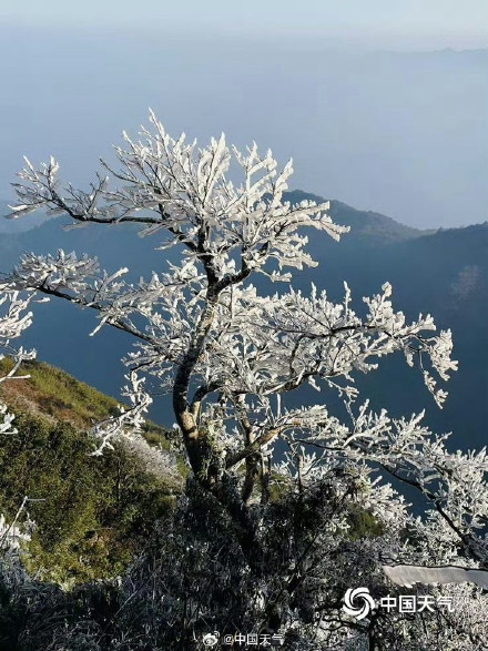 广西姑婆山雾凇满枝如遇仙境 玉树披银装️️ 广西姑婆山雾凇满枝如遇仙境 玉树披银装️️