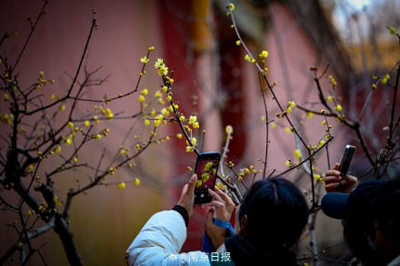 蜡梅盛开,香气袭人 蜡梅盛开,香气袭人