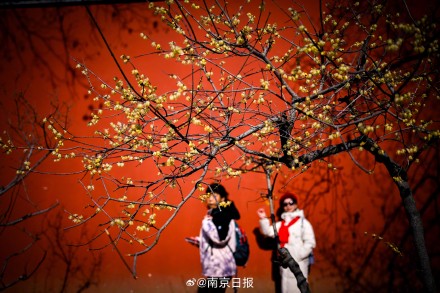 蜡梅盛开,香气袭人 蜡梅盛开,香气袭人